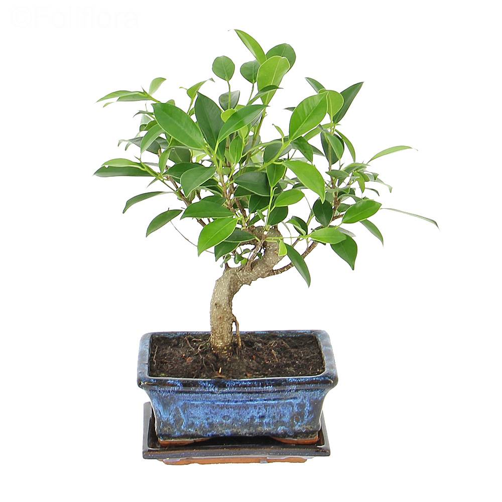 Livraison bonsa   sacr  Plante  verte Foliflora
