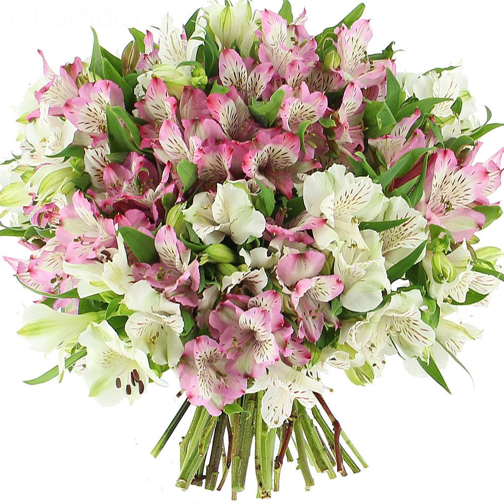 Livraison délicates alstroemérias - classique - Bouquet de fleurs - Foliflora