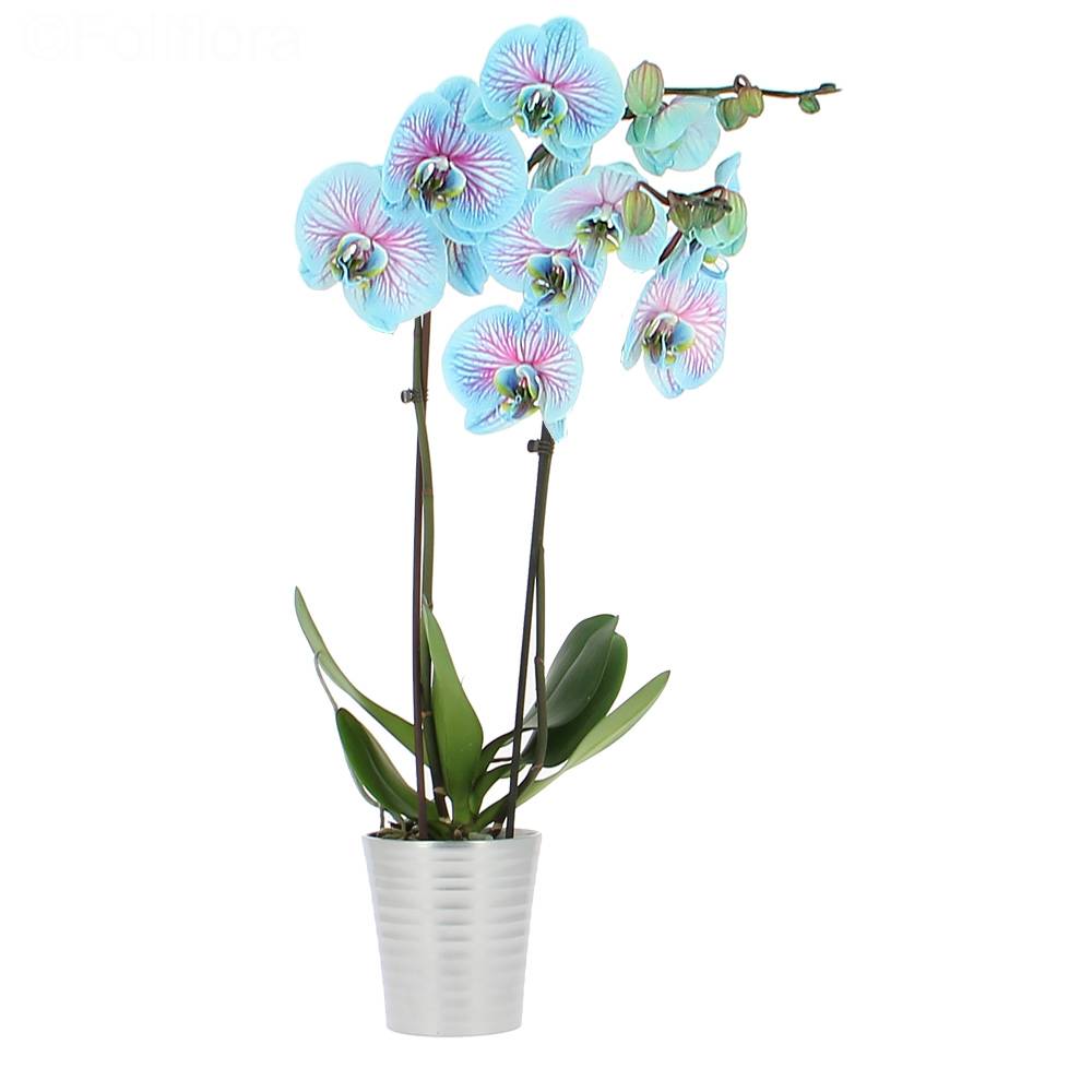 Blue Orchid Delivery Orchid Foliflora